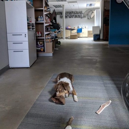 dog playing on a mat in the office