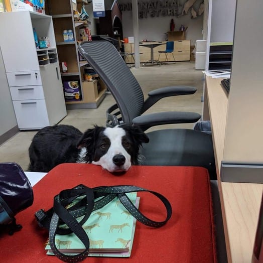 dog in an office