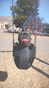 dog on a swing