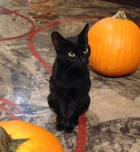 black cat with pumpkin