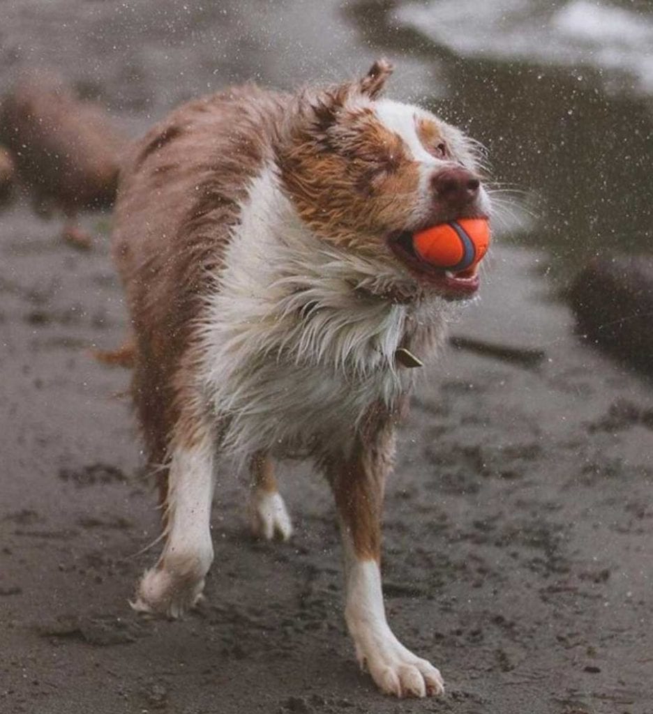 dog shaking its body with a ball in its mouth