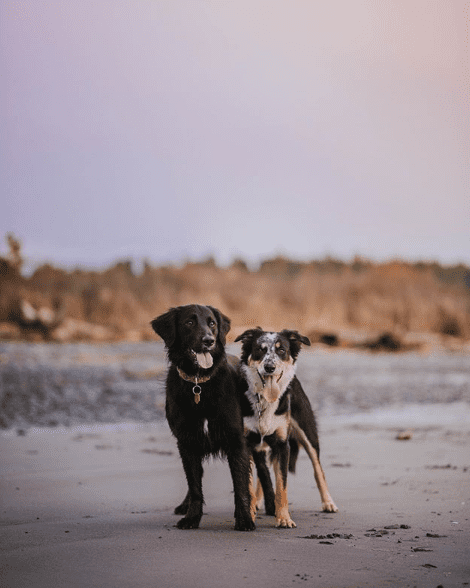 two-dogs-on-a-beach