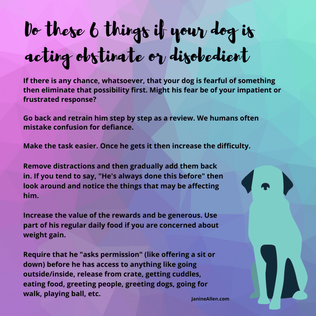 list-of-6-tips-for-dog-disobedience-with-colourful-background-and-dog-graphic