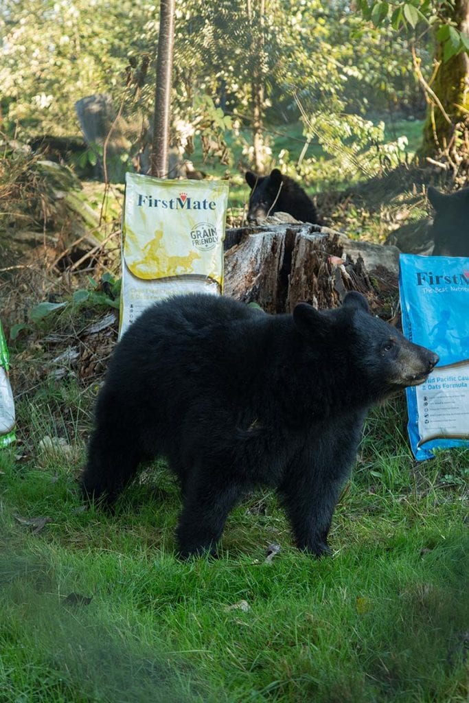 Feeding Orphaned Bear Cubs with FirstMate Pet Food! - FirstMate Pet Foods