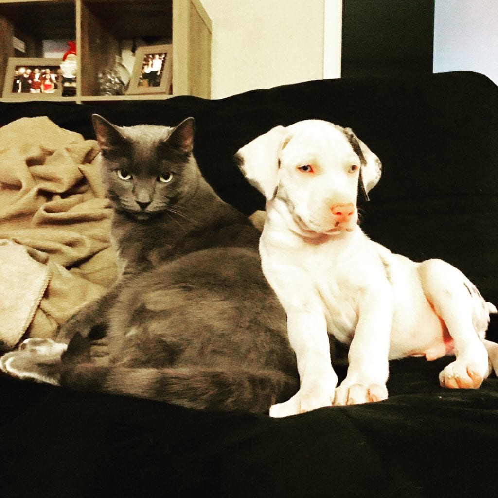 Can Cats and Dogs Be Friends?