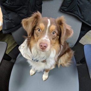 dog on a chair at the office