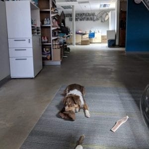 dog playing on a mat in the office
