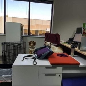 two dogs in an office
