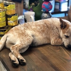 dog sleeping on a desk at work