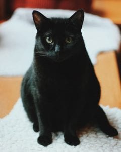 black cat on a cushion