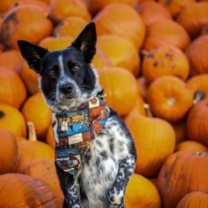 dog and pumpkins