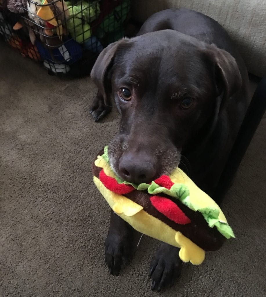 beach billy dog supply