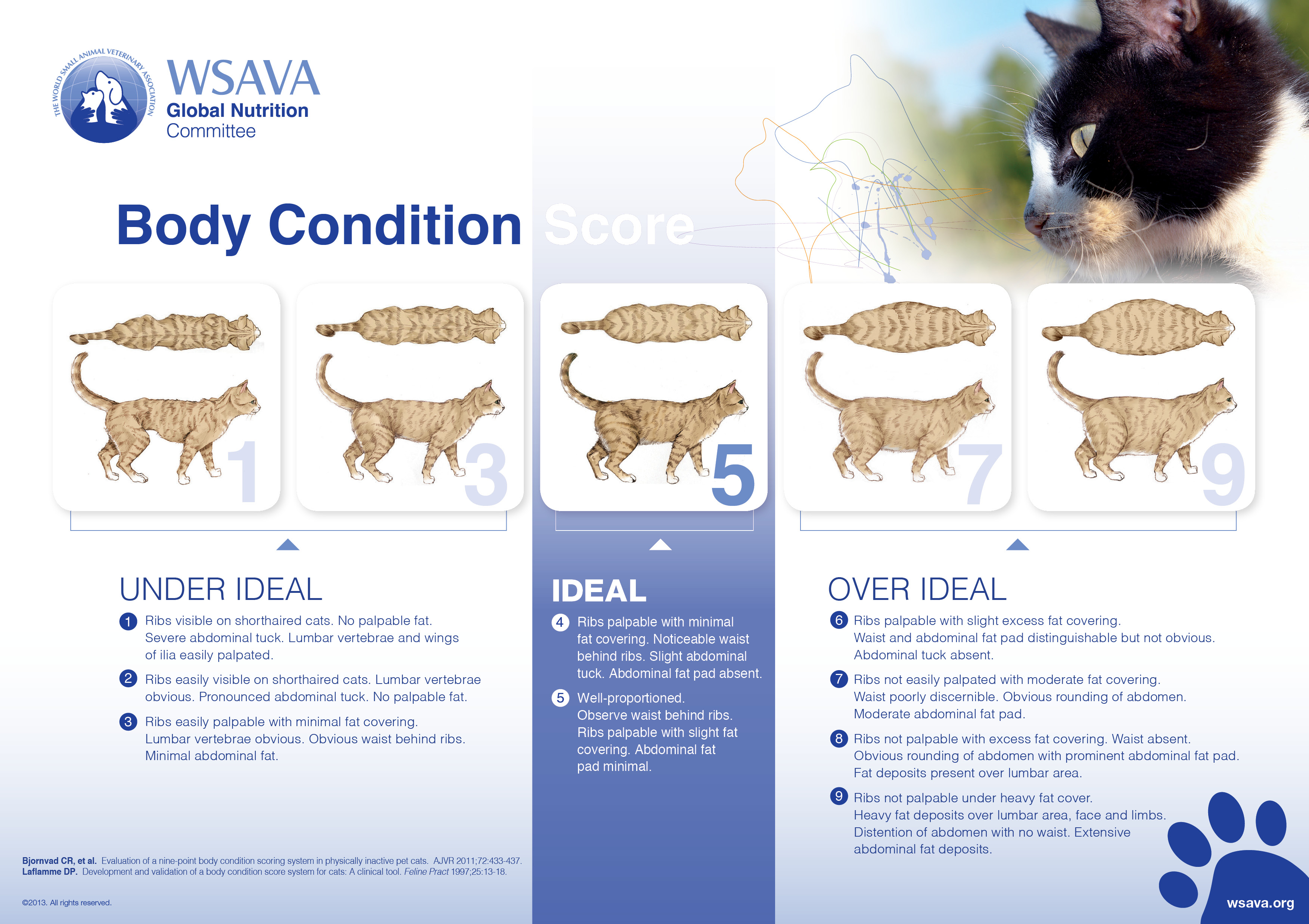 tap3147-body-condition-score-chart-cats-firstmate-pet-foods