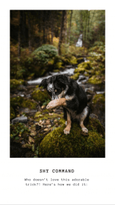 dog-in-the-forest